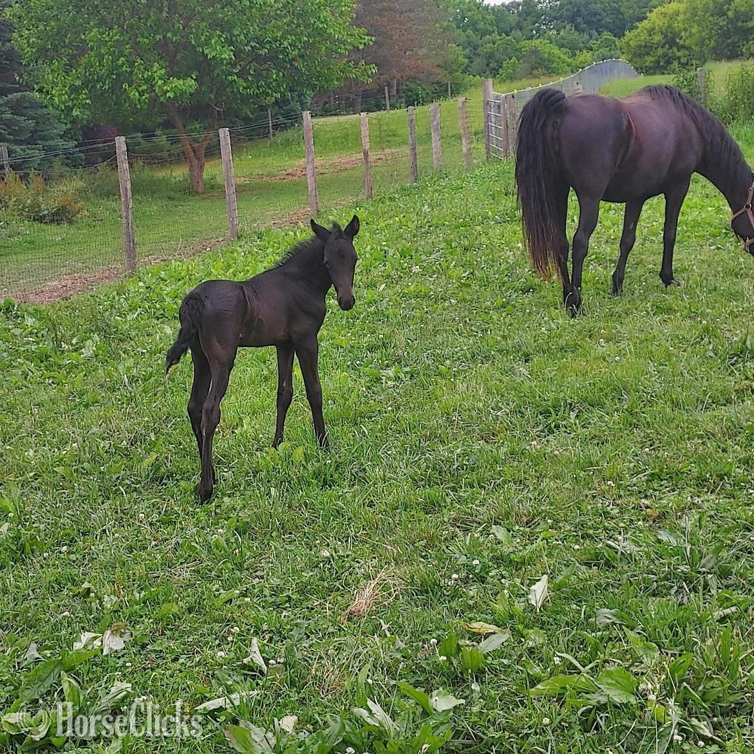 "Sexy" Black Mare Tennessee Walker - Tennessee Walker in Michigan