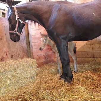 "Sexy" Black Mare Tennessee Walker