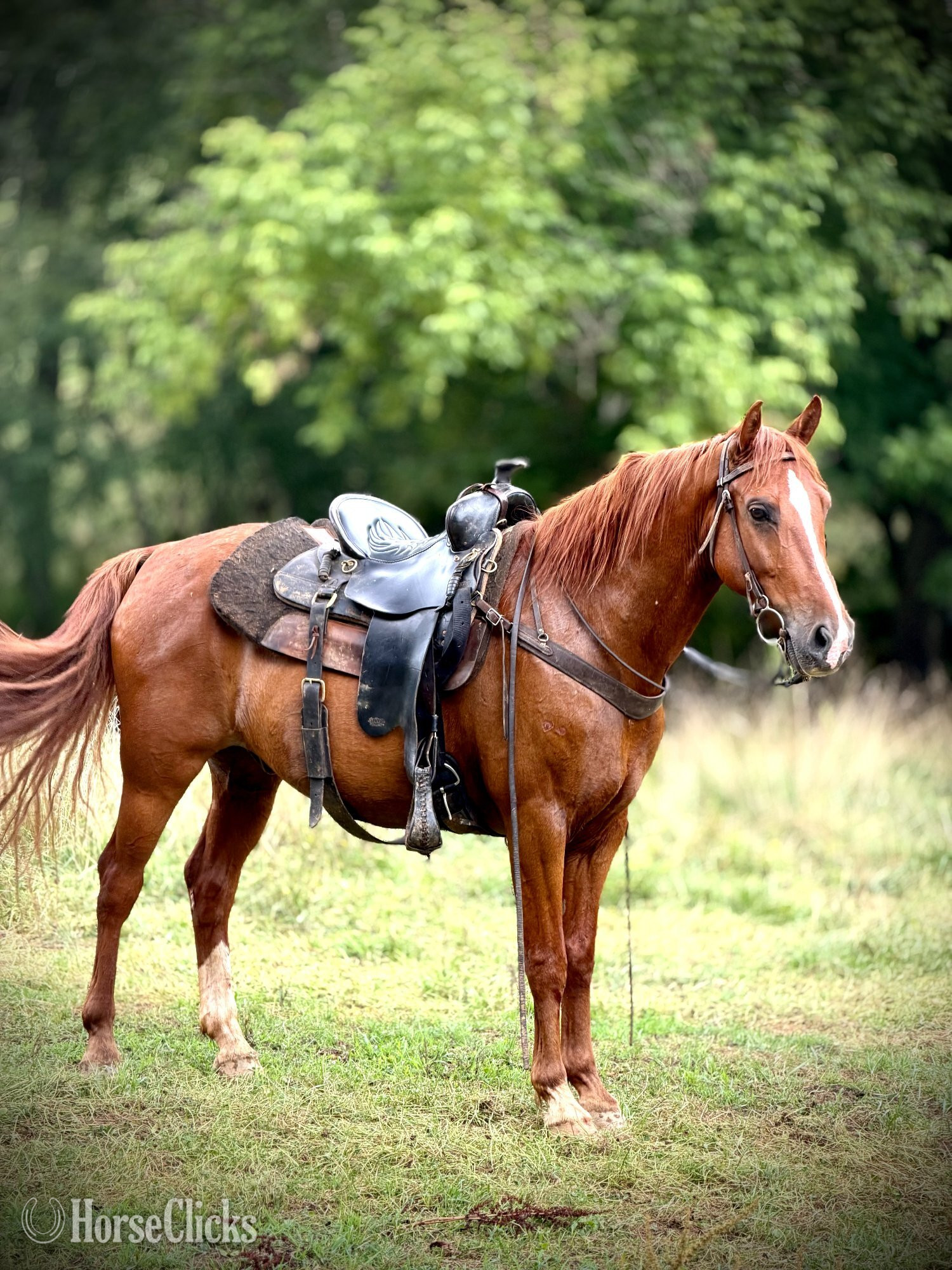 "HAWK" Sorrel Gelding Kentucky Mountain in North Carolina