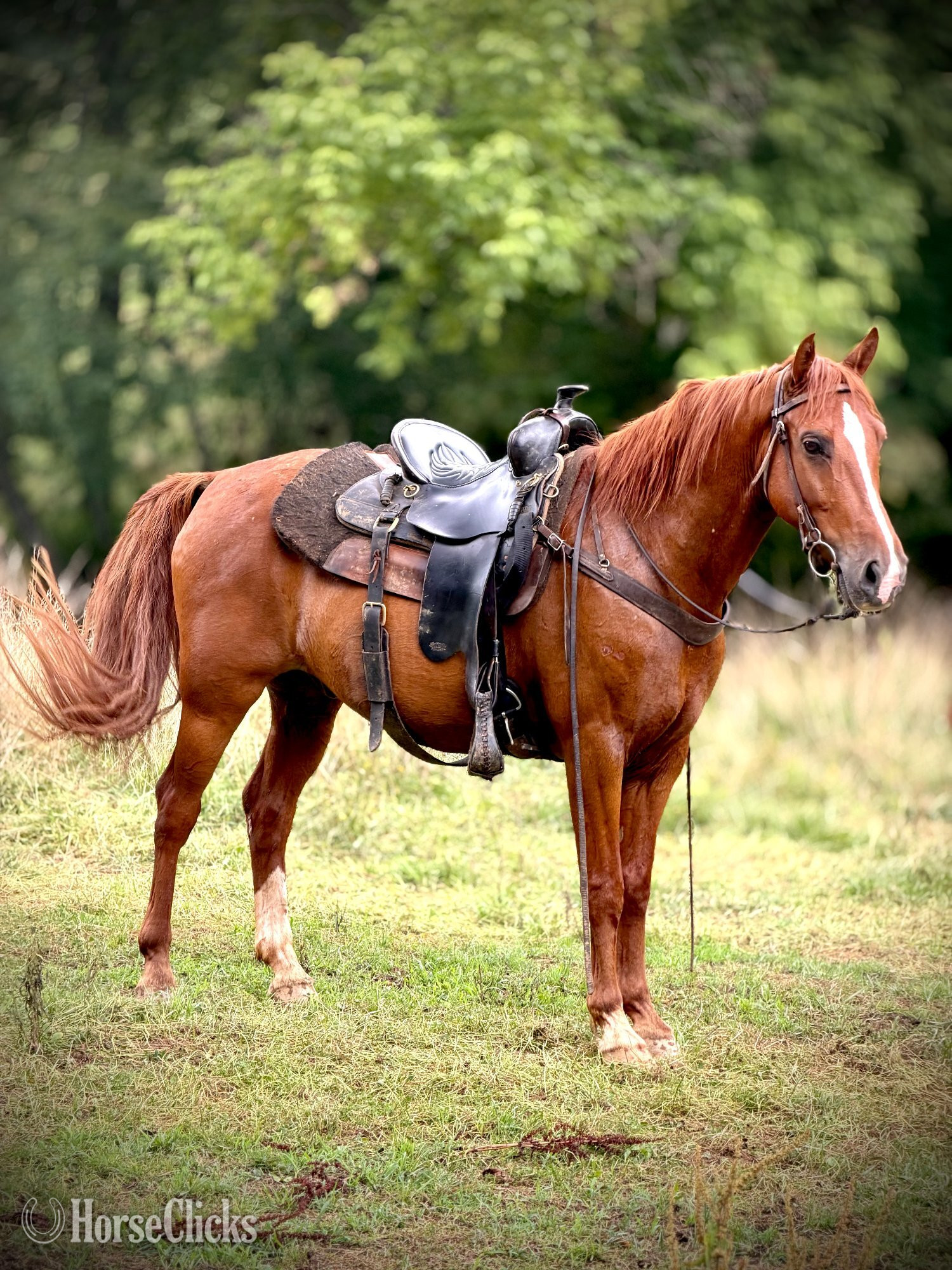 "HAWK" Sorrel Gelding Kentucky Mountain