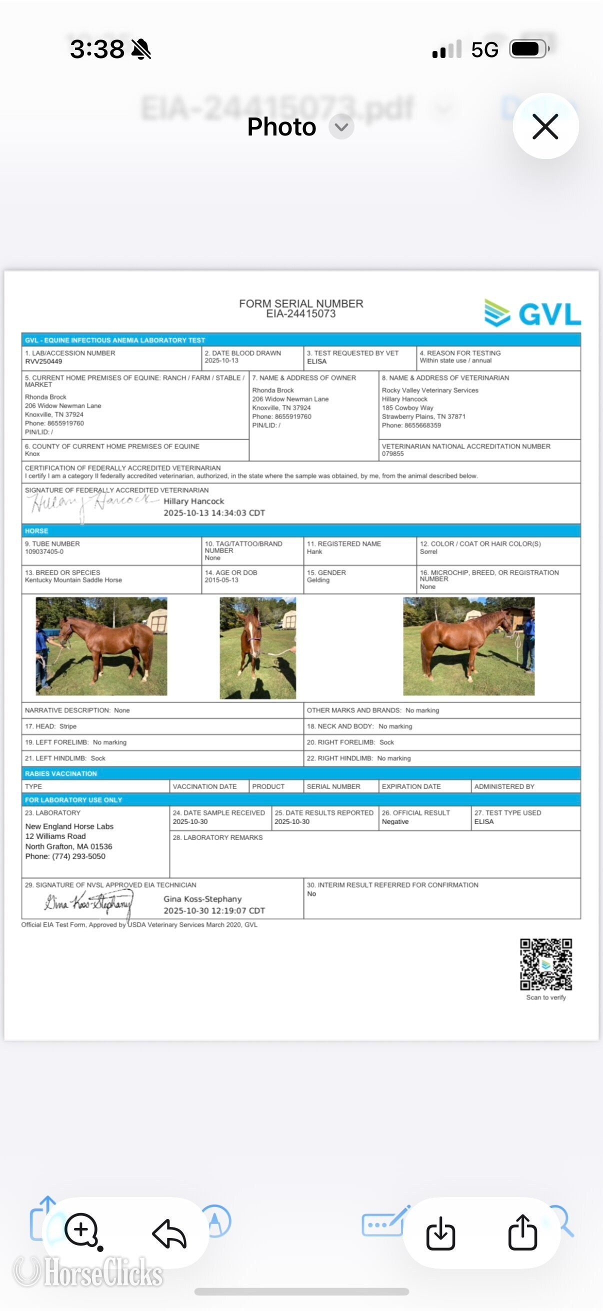 North Carolina "HAWK" Sorrel Gelding Kentucky Mountain