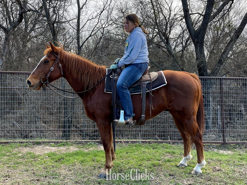 "Teddy" Sorrel Gelding Quarter Horse in Texas