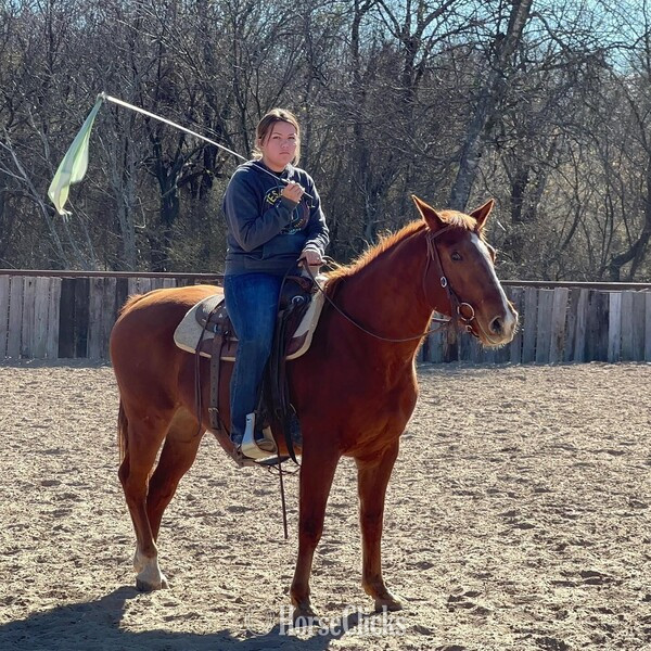"Teddy" Sorrel Gelding Quarter Horse