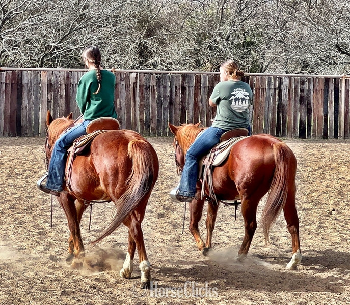 Texas "Teddy" Sorrel Gelding Quarter Horse