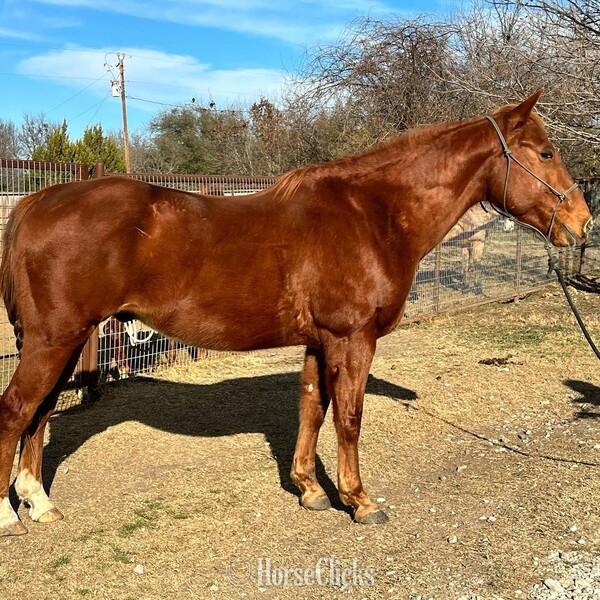 "Teddy" Sorrel Gelding Quarter Horse - Quarter Horse in Texas