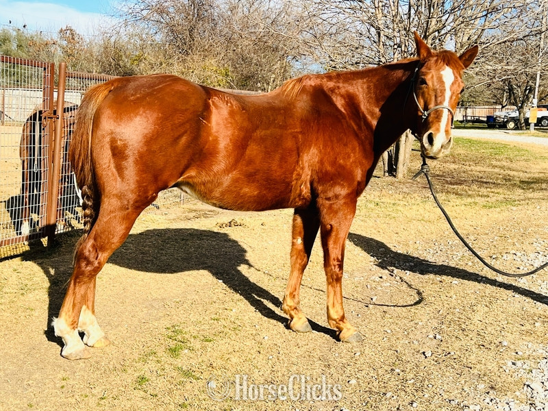 "Teddy" Sorrel Gelding Quarter Horse - Quarter Horse