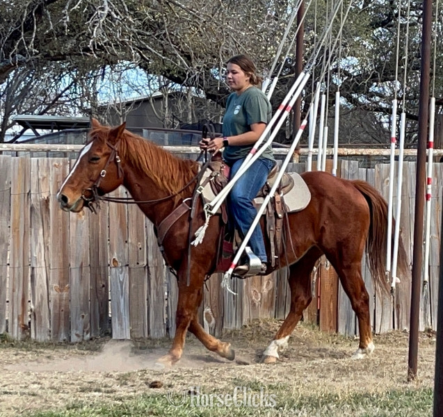 "Teddy" Sorrel Gelding Quarter Horse Texas