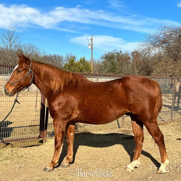 Quarter Horse - "Teddy" Sorrel Gelding Quarter Horse in Texas