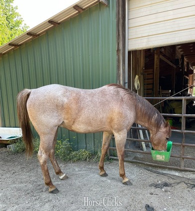 "Whiskey" Red Roan Gelding Quarter Horse in Tennessee