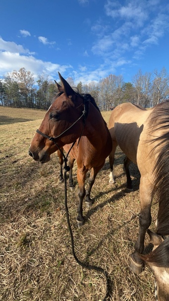 "Thunder " Bay Gelding Quarter Horse