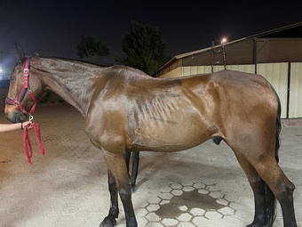 "Tomahawk" Brown Gelding Dutch Warmblood