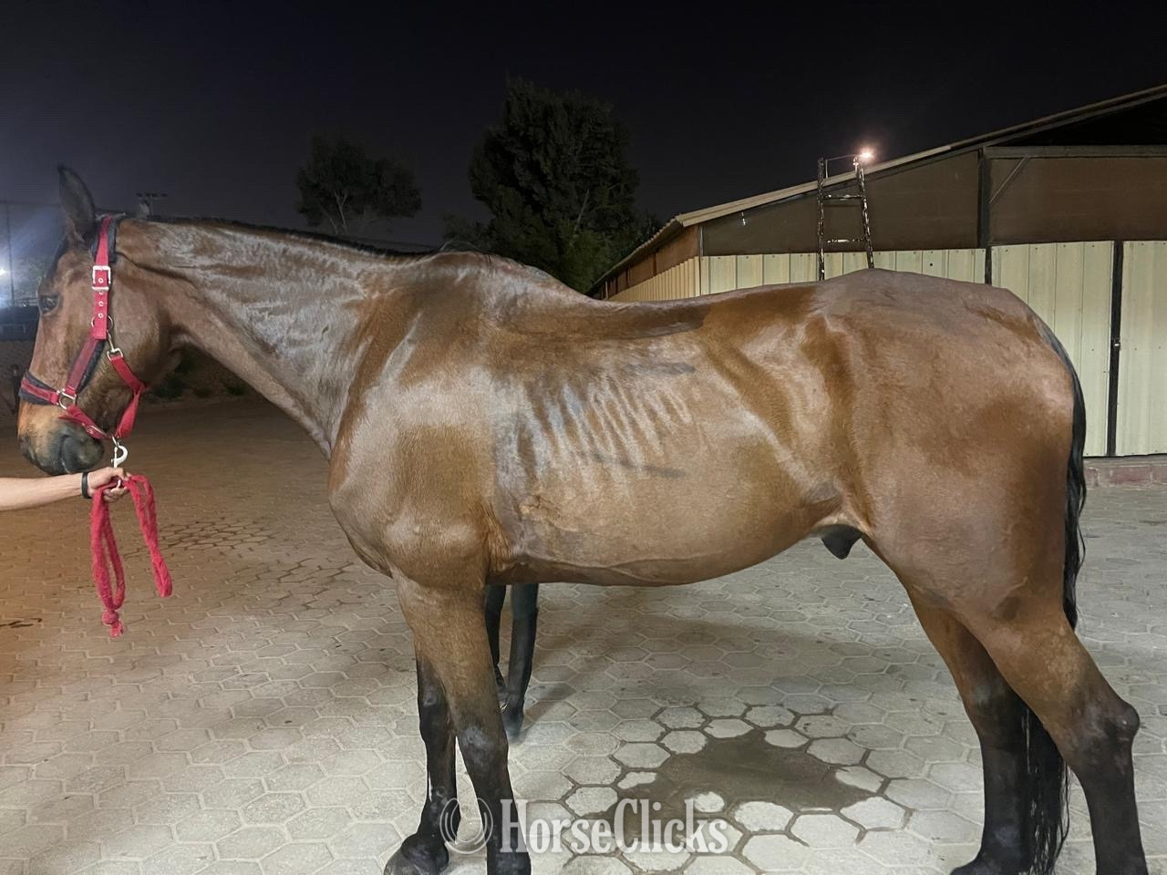 "Tomahawk" Brown Gelding Dutch Warmblood in Arkansas