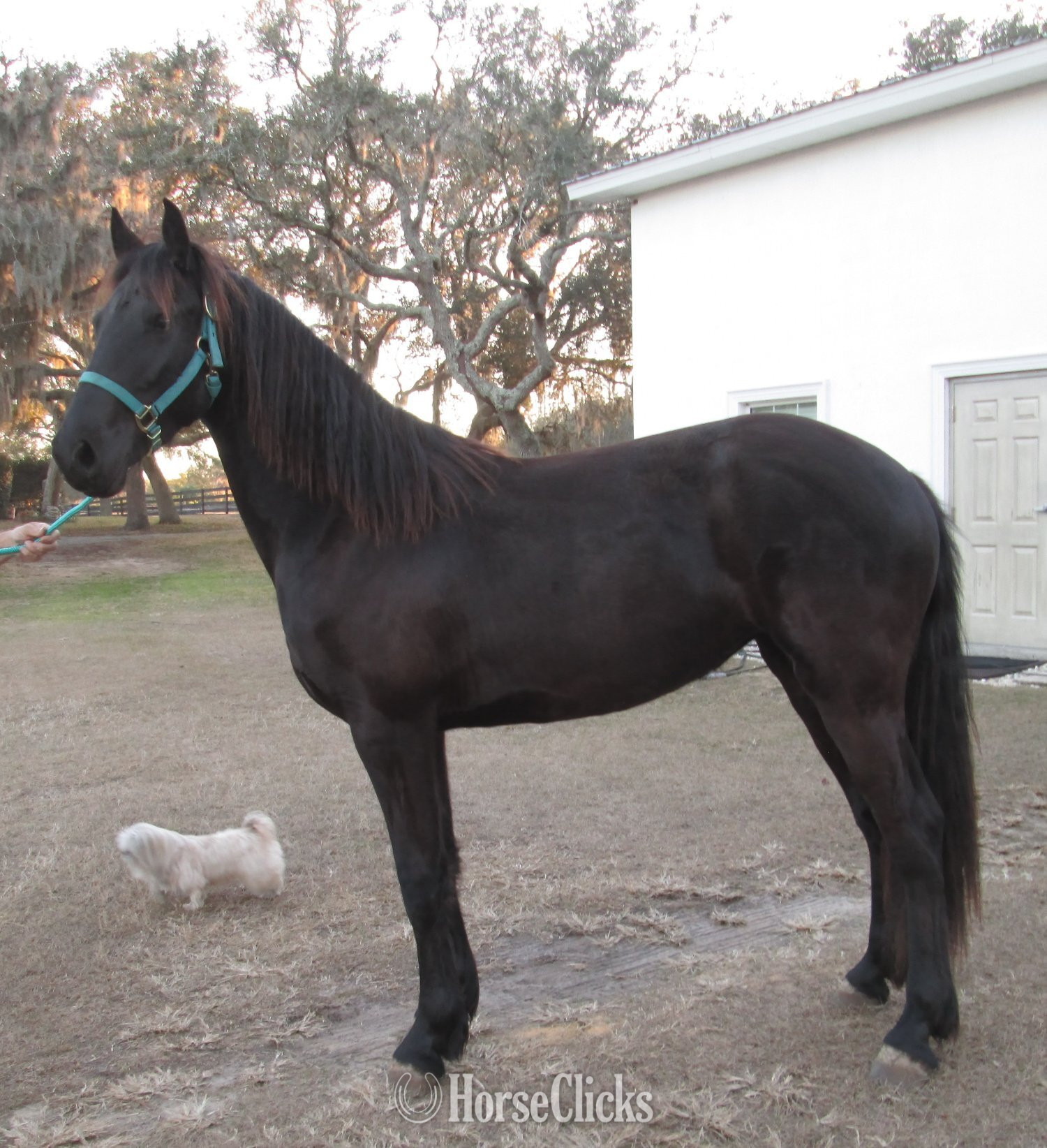 "Arion's Alexis" Black Filly Friesian in Florida