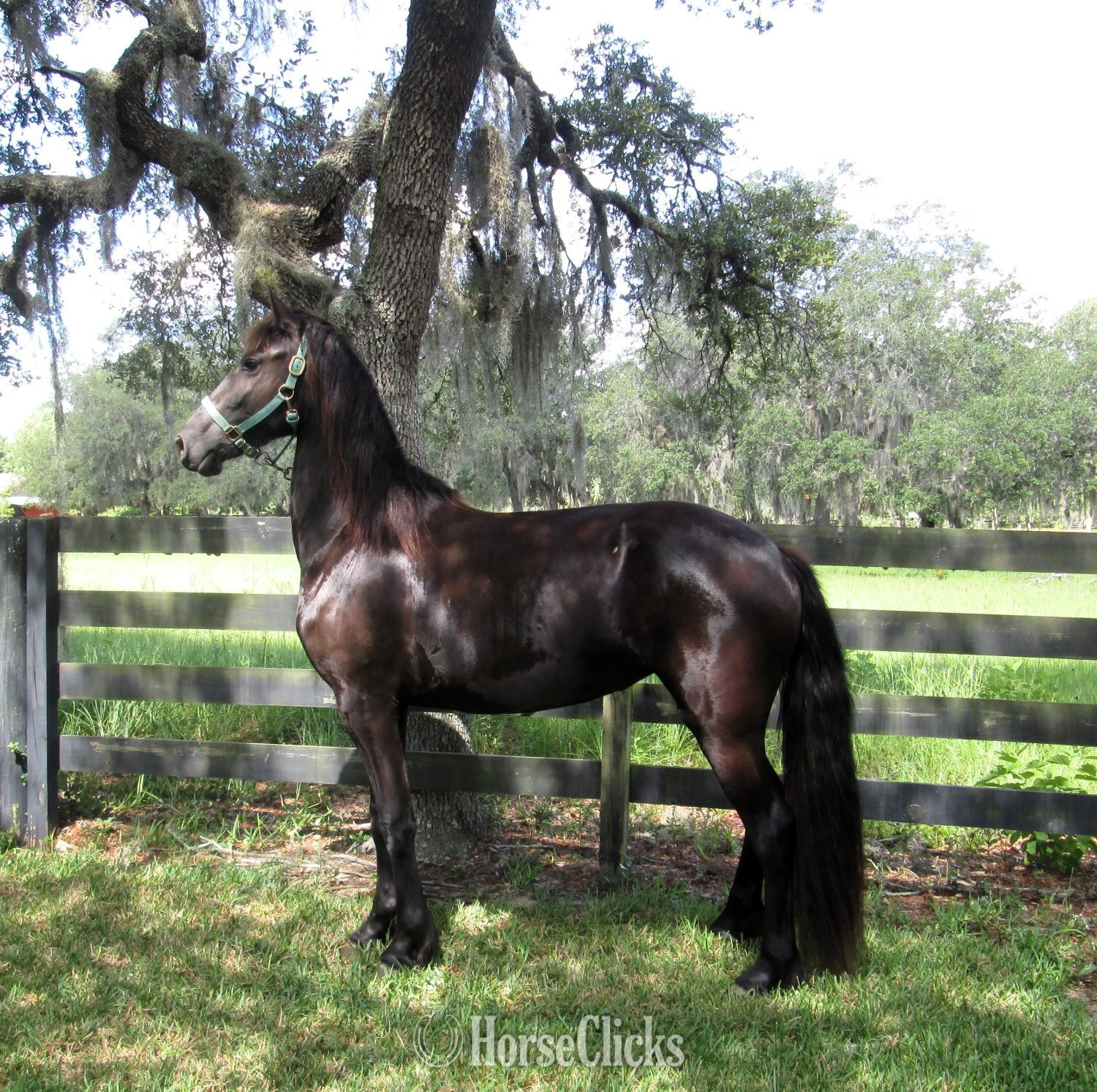 "Arion's Alexis" Black Filly Friesian in Florida