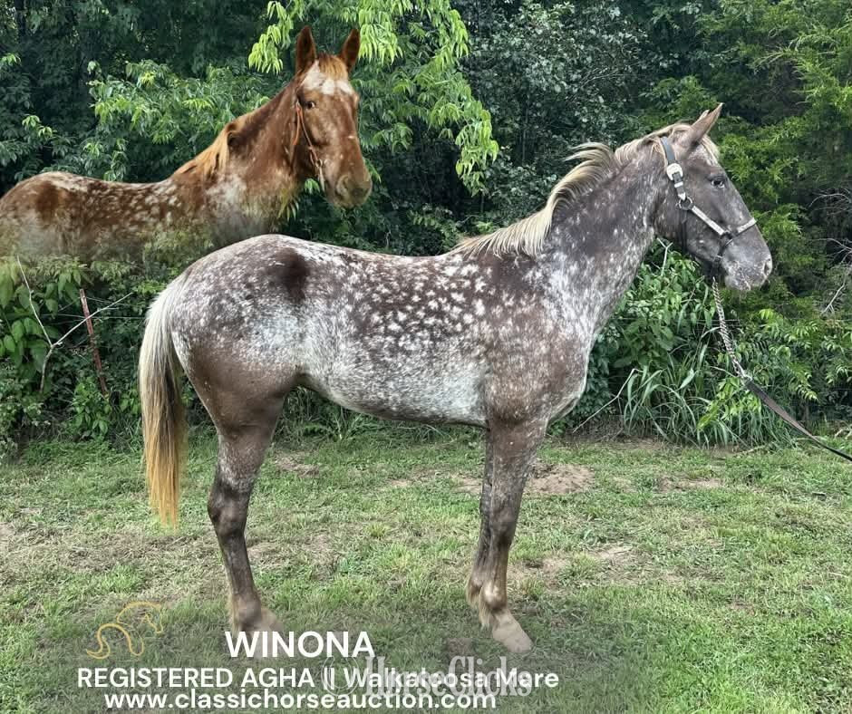 "WINONA" Chestnut Mare Walkaloosa in Tennessee