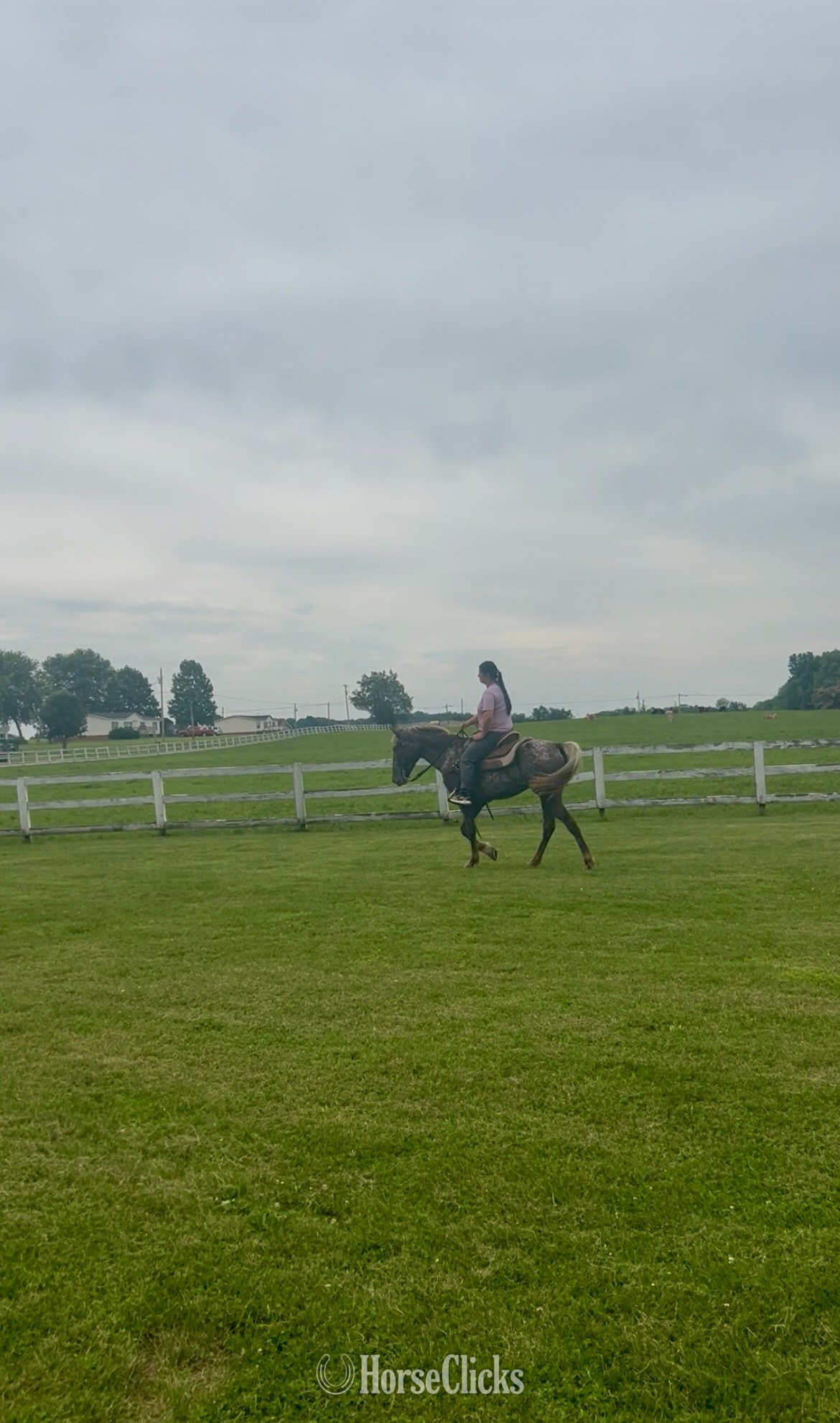 Tennessee "WINONA" Chestnut Mare Walkaloosa