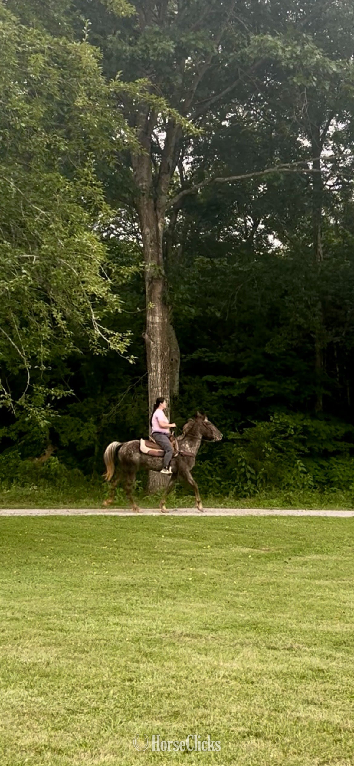 "WINONA" Chestnut Mare Walkaloosa - Walkaloosa in Tennessee