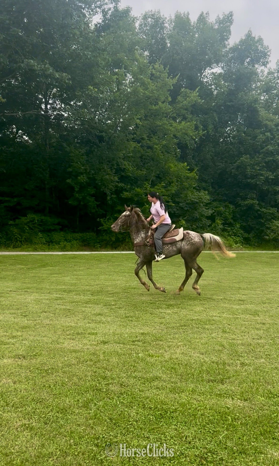 "WINONA" Chestnut Mare Walkaloosa - Walkaloosa