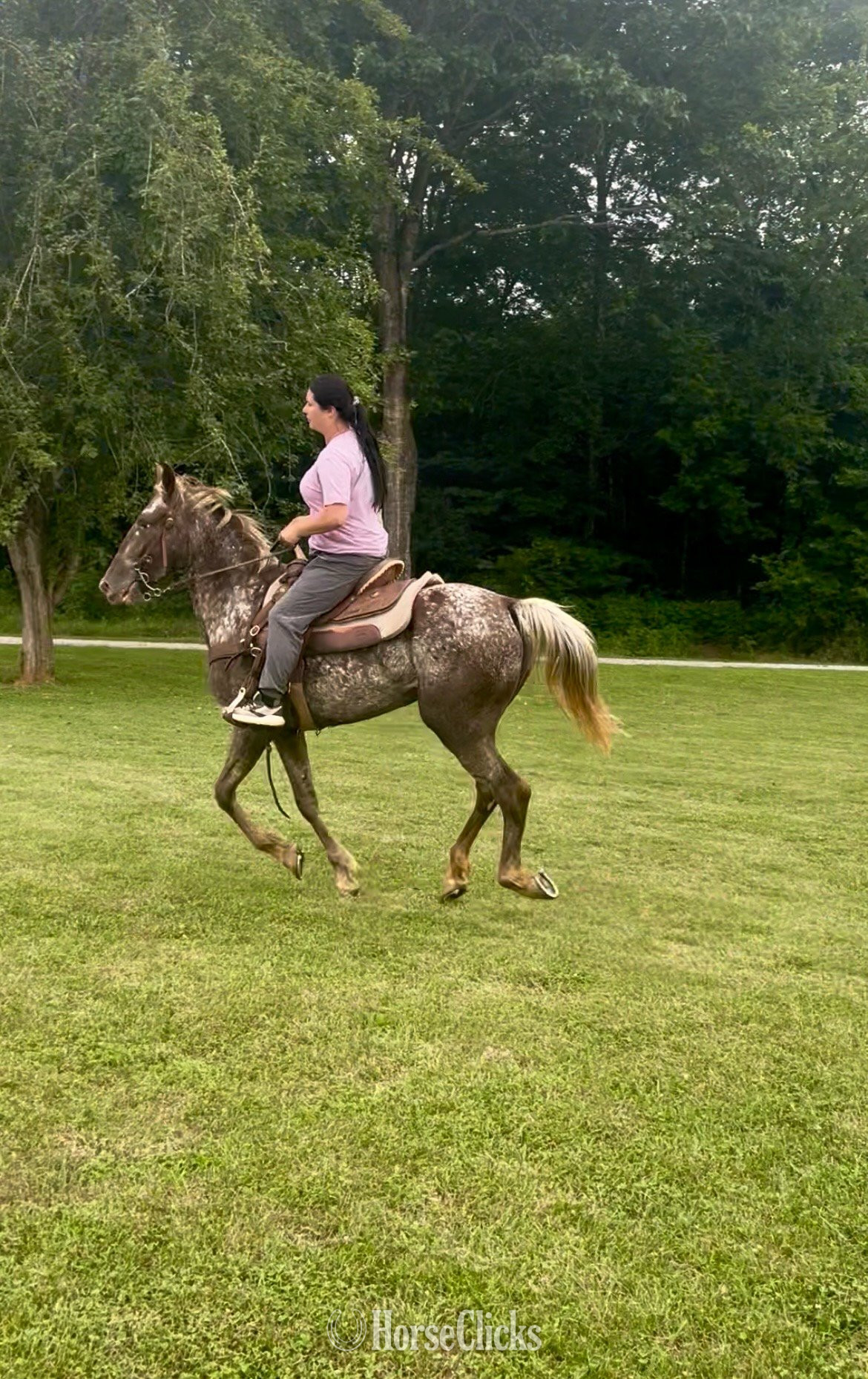 "WINONA" Chestnut Mare Walkaloosa Tennessee