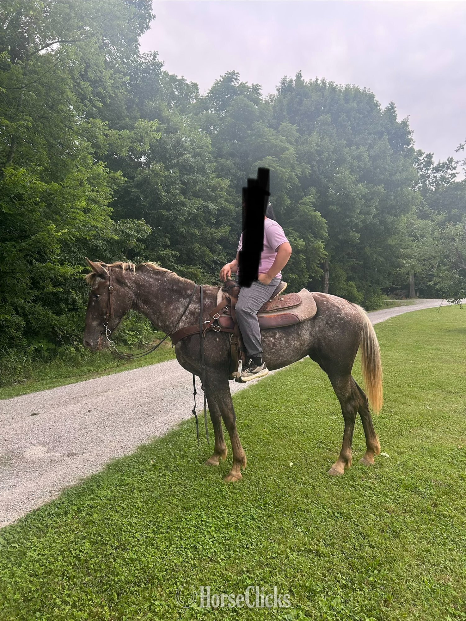 Walkaloosa - "WINONA" Chestnut Mare Walkaloosa in Tennessee