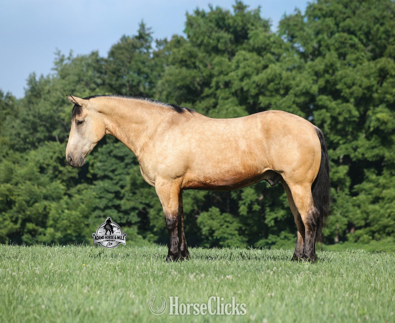 Michigan "" Buckskin Gelding Draft