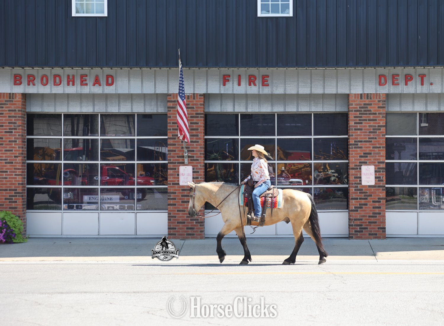 Draft - "" Buckskin Gelding Draft