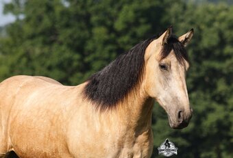 "" Buckskin Gelding Draft
