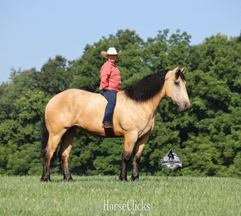 "" Buckskin Gelding Draft