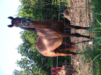 "Lancer " Bay Gelding Quarter Horse