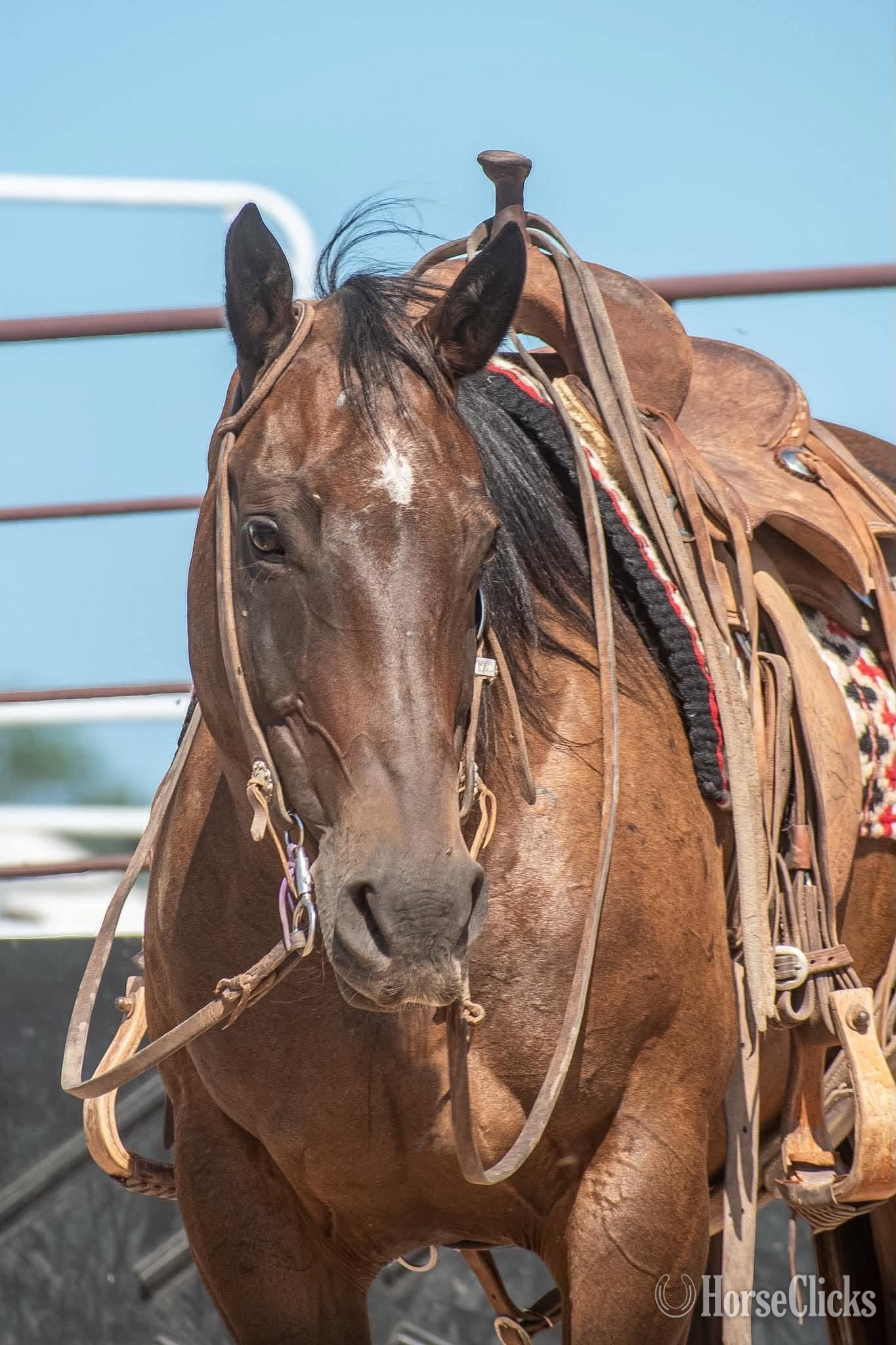 "Lady" Bay Mare Quarter Horse in Texas