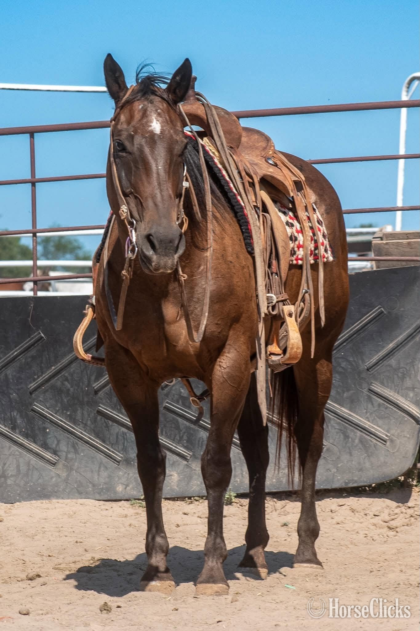 "Lady" Bay Mare Quarter Horse