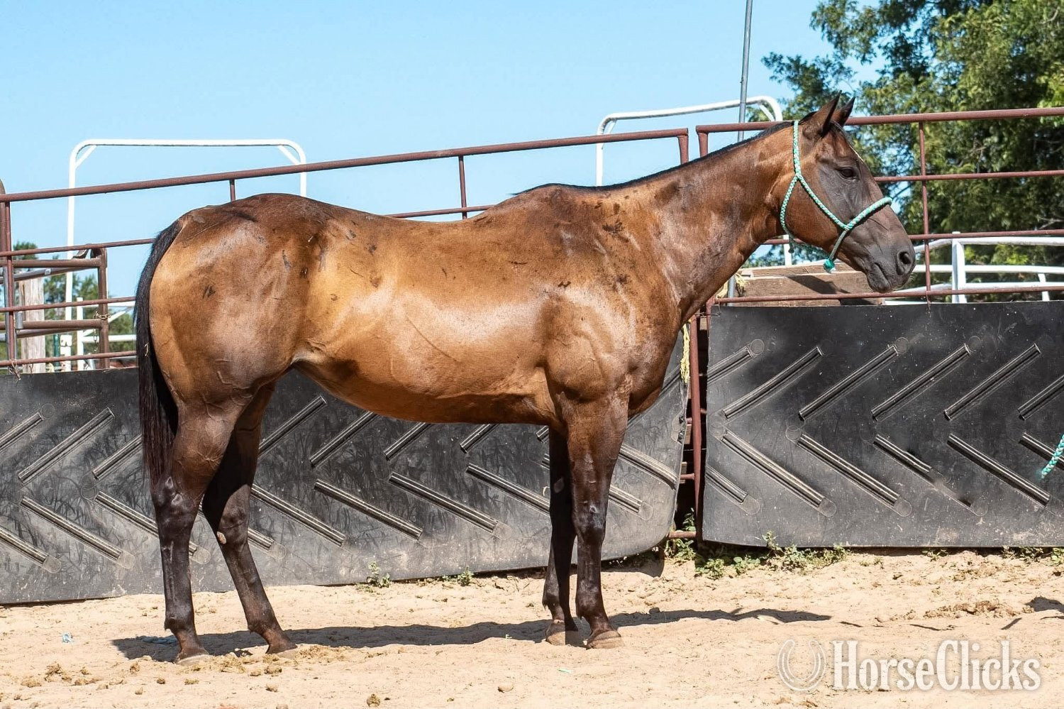 Texas "Lady" Bay Mare Quarter Horse