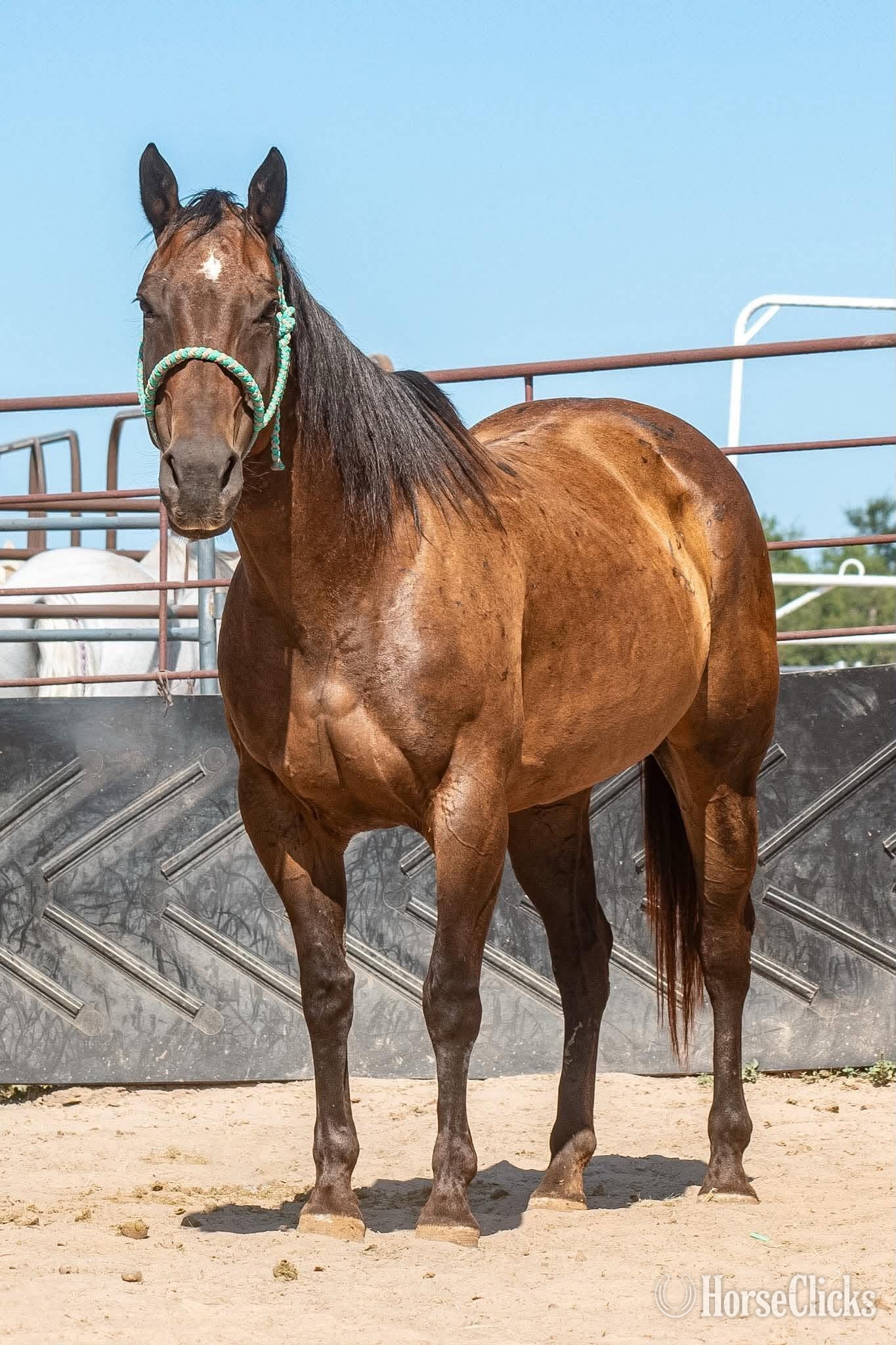 "Lady" Bay Mare Quarter Horse - Quarter Horse in Texas