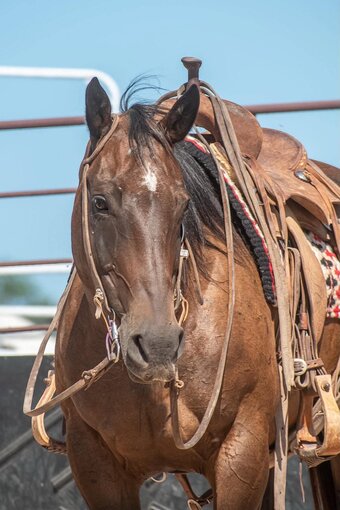 "Lady" Bay Mare Quarter Horse
