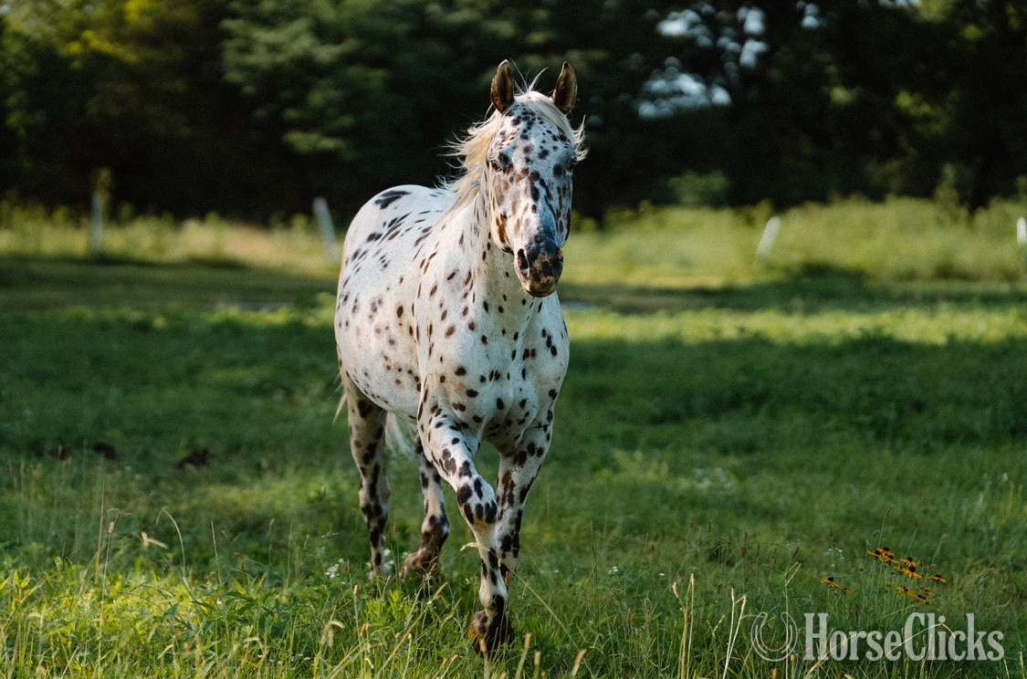 Tennessee "Bohdi" Spotted Stallion Appaloosa