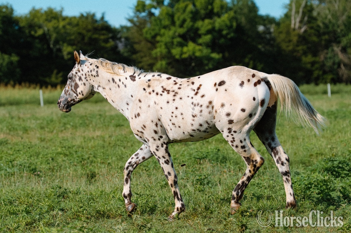 "Bohdi" Spotted Stallion Appaloosa - Appaloosa in Tennessee