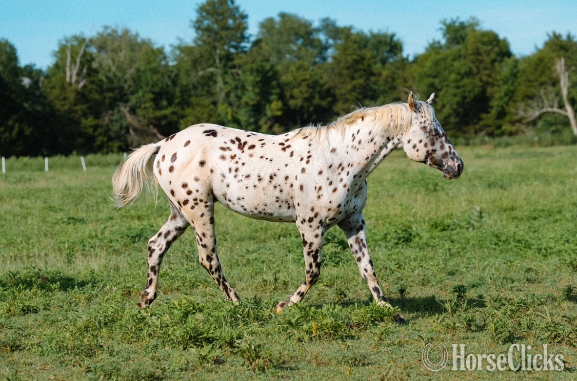 "Bohdi" Spotted Stallion Appaloosa - Appaloosa