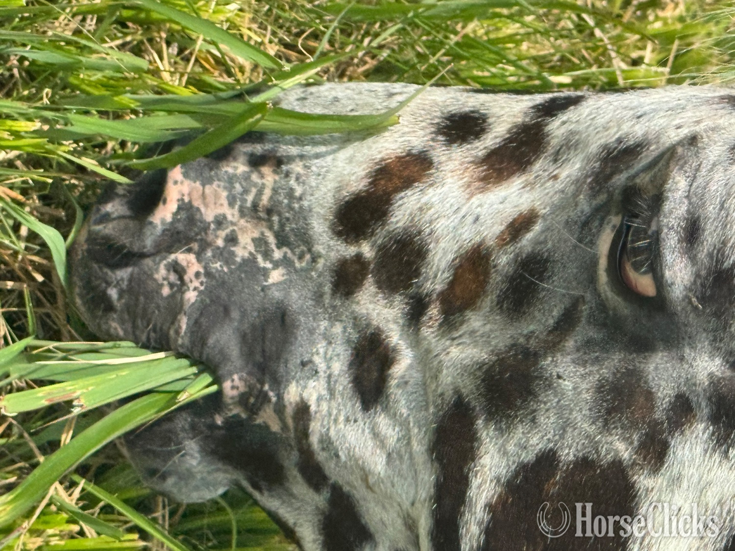 Appaloosa - "Bohdi" Spotted Stallion Appaloosa in Tennessee