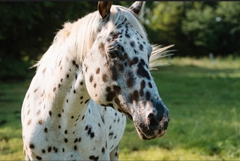 "Bohdi" Spotted Stallion Appaloosa