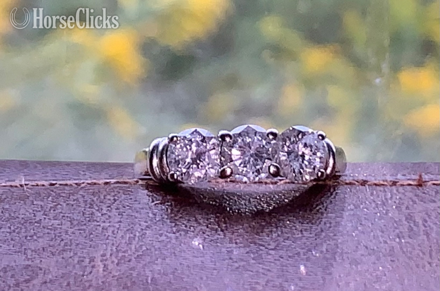 "Ring" Black Gelding Other Breed in Georgia