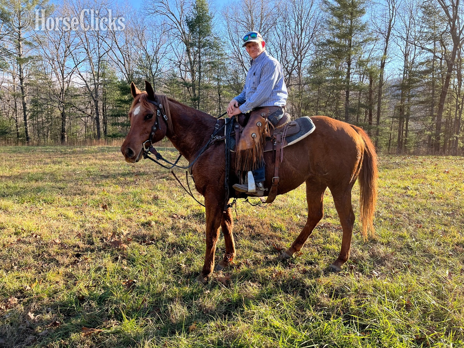 "Duchess" Sorrel Mare Quarter Horse in Georgia