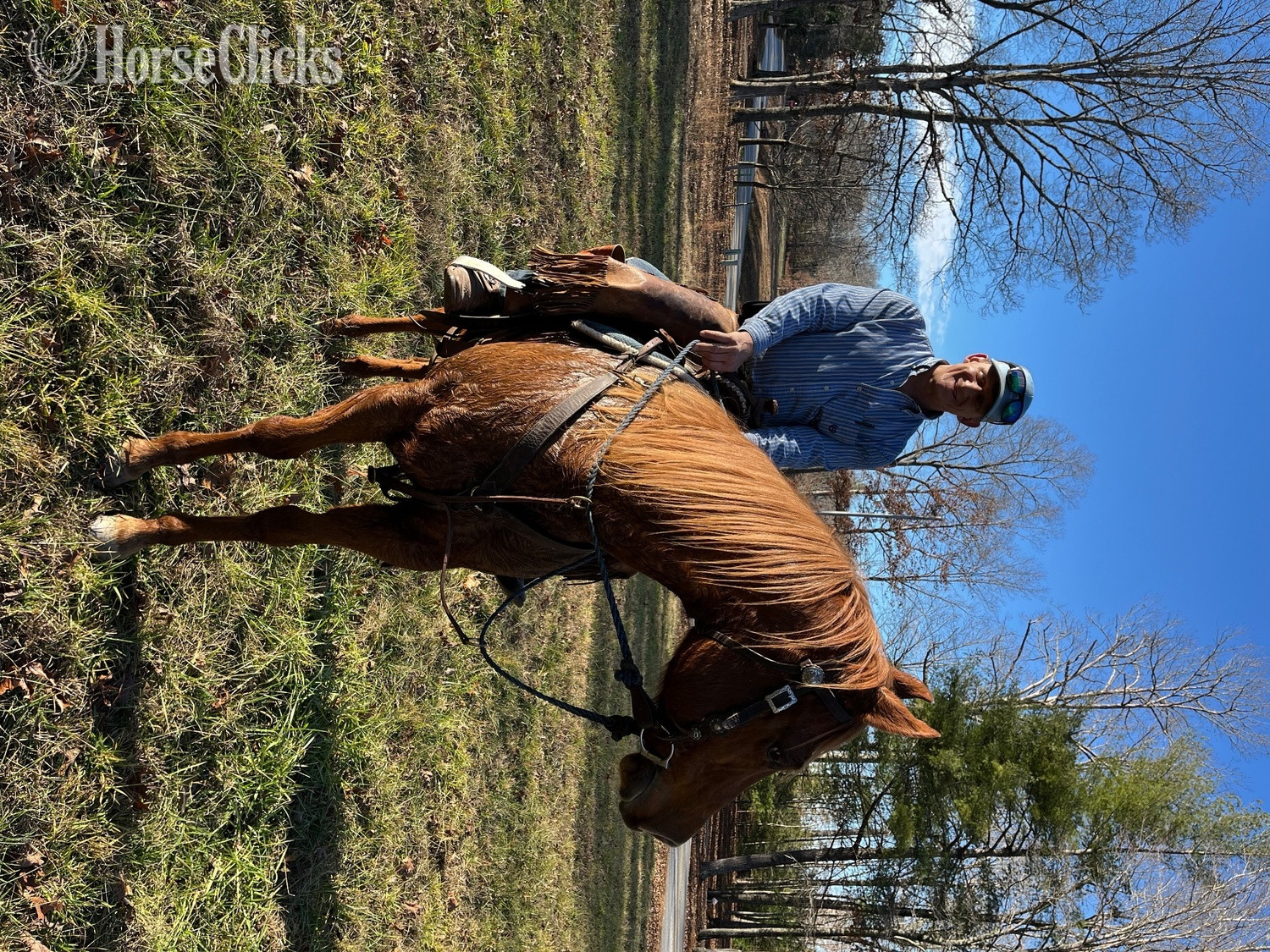 "Duchess" Sorrel Mare Quarter Horse