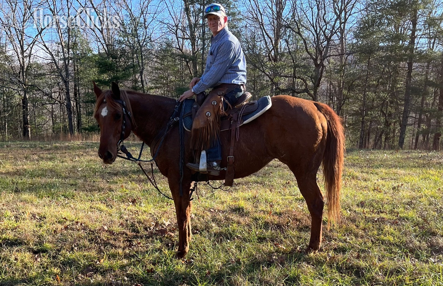 "Duchess" Sorrel Mare Quarter Horse - Quarter Horse in Georgia