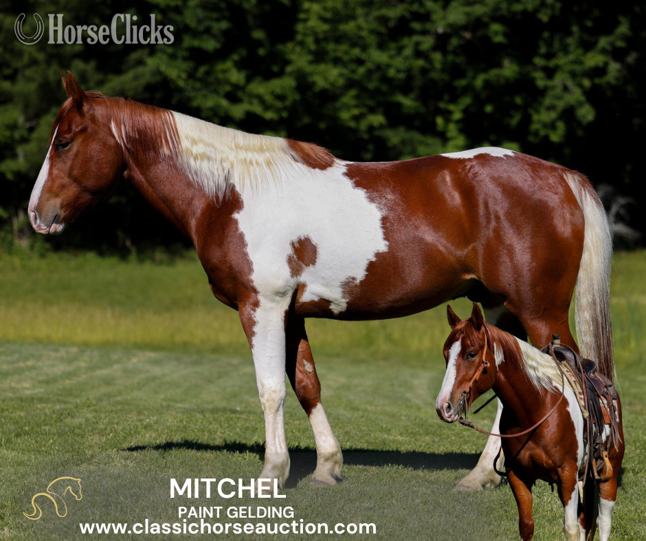 "MITCHEL" Sorrel Gelding Paint in Kentucky