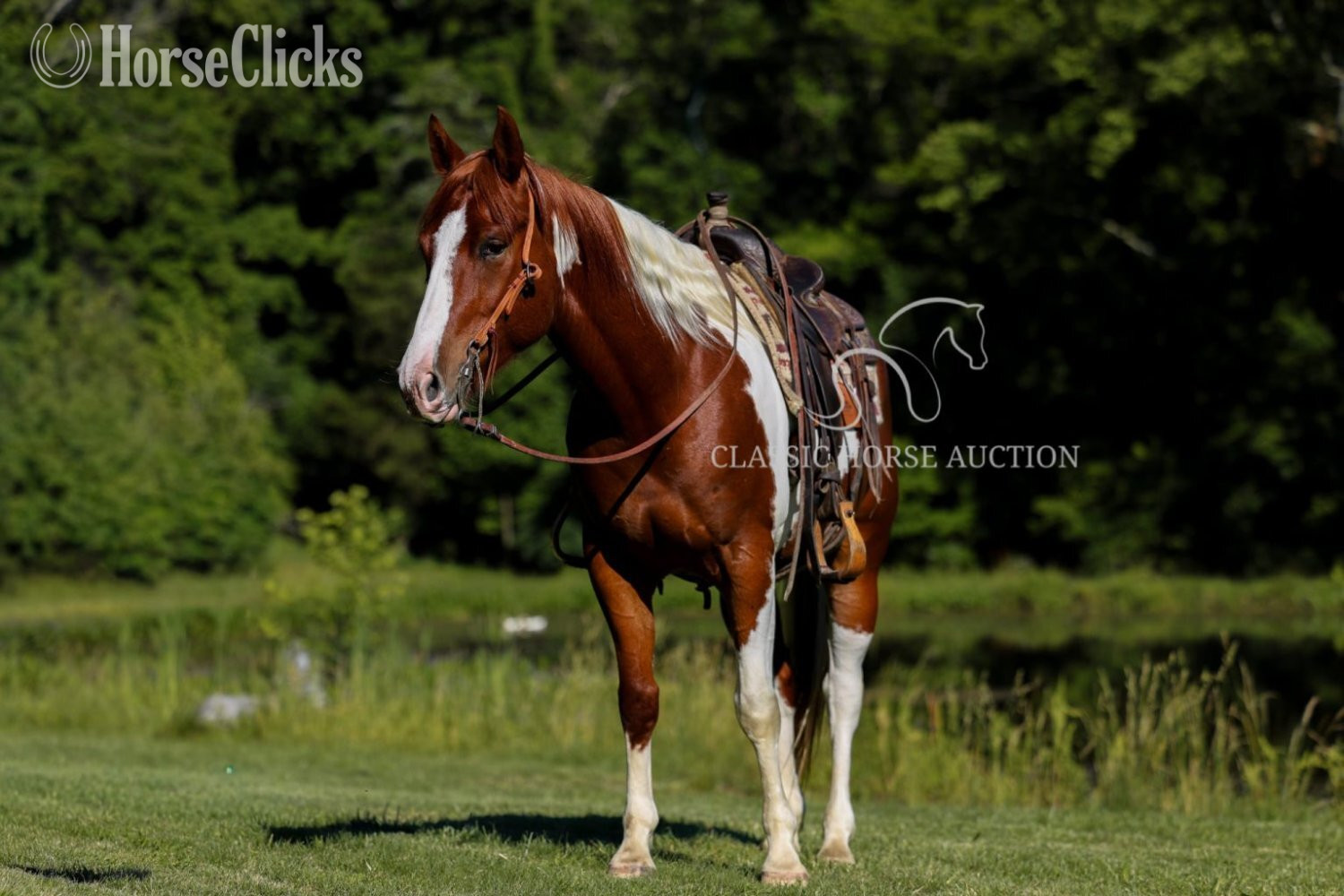 "MITCHEL" Sorrel Gelding Paint