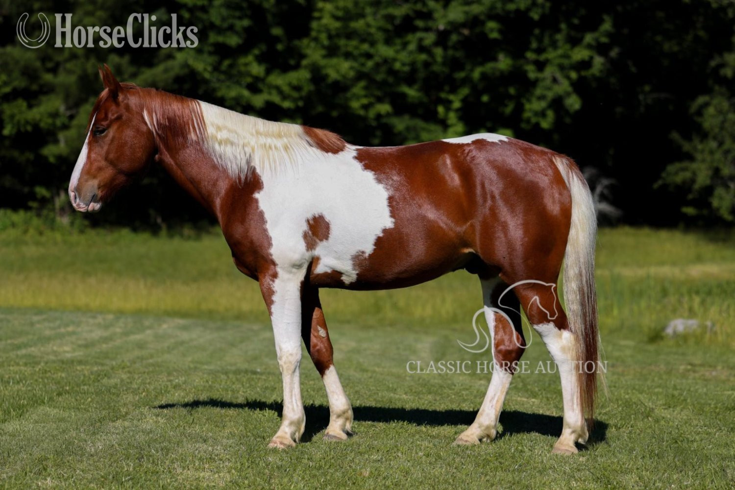Kentucky "MITCHEL" Sorrel Gelding Paint