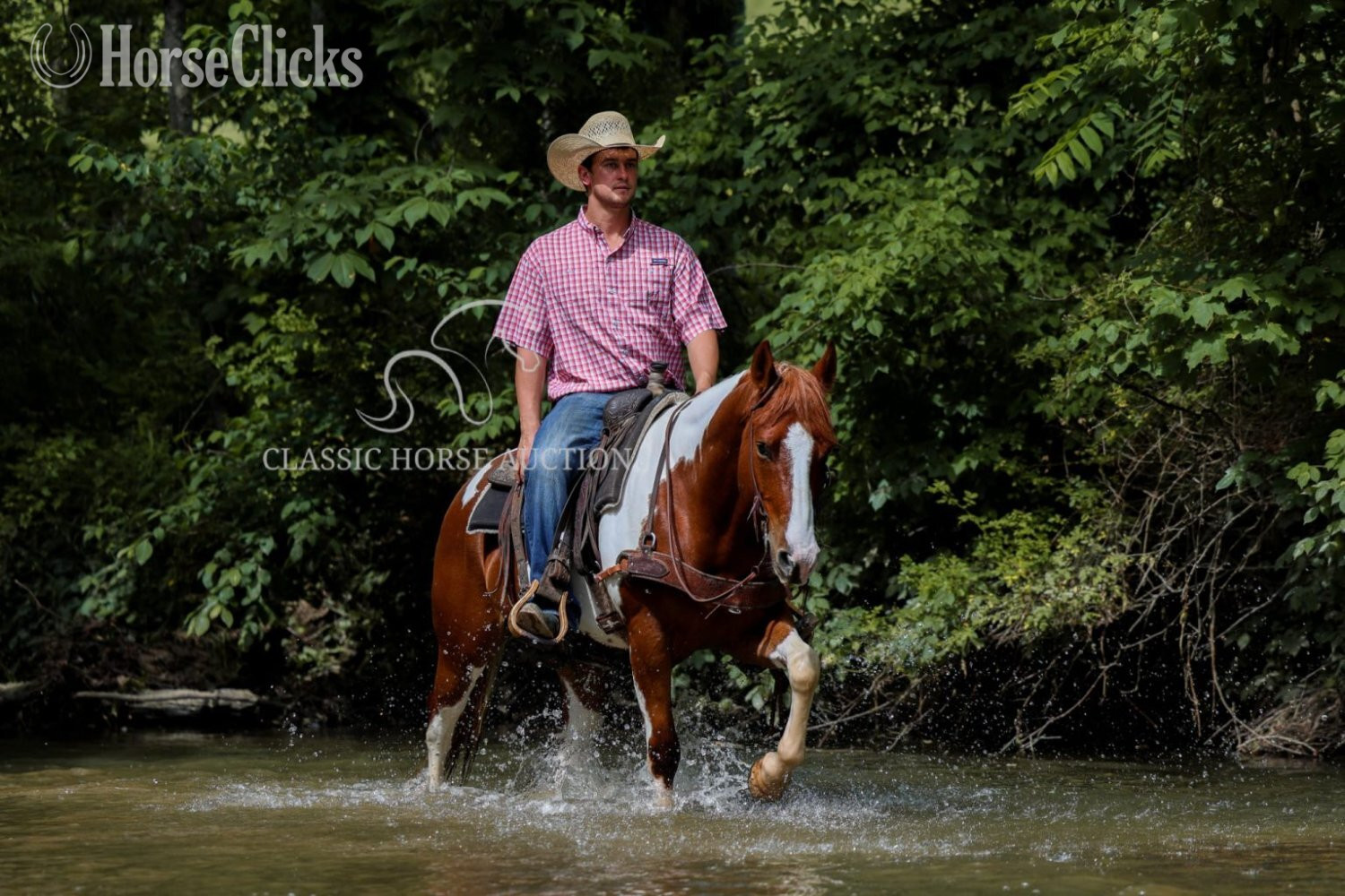 "MITCHEL" Sorrel Gelding Paint - Paint in Kentucky