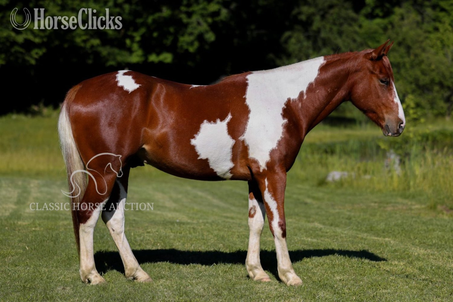 "MITCHEL" Sorrel Gelding Paint - Paint
