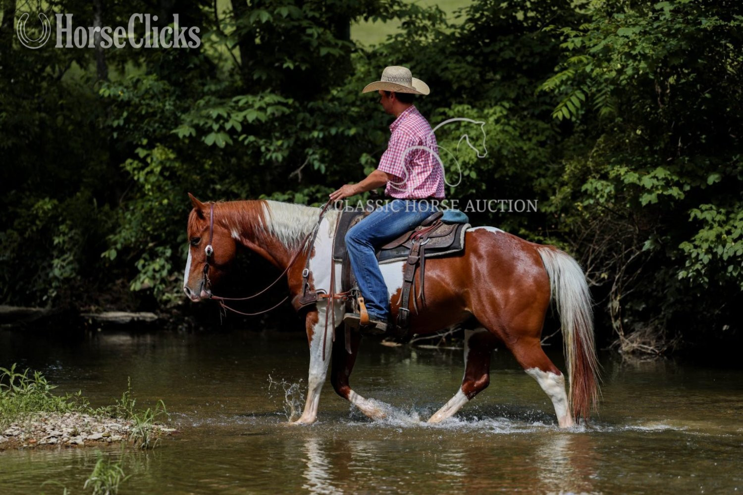 "MITCHEL" Sorrel Gelding Paint Kentucky