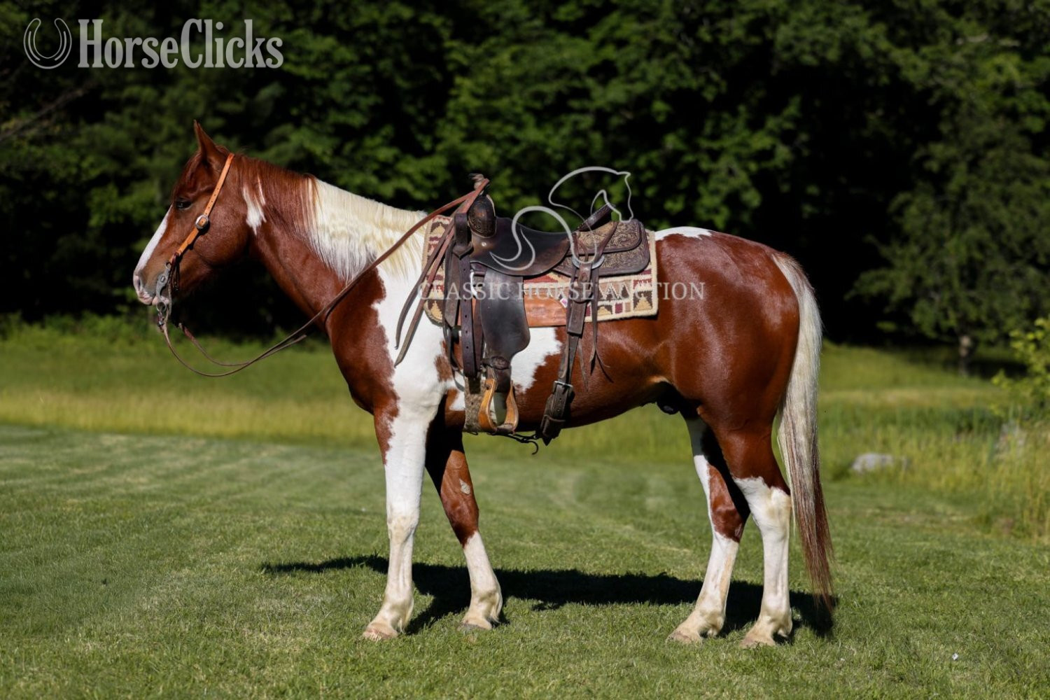 Paint - "MITCHEL" Sorrel Gelding Paint in Kentucky